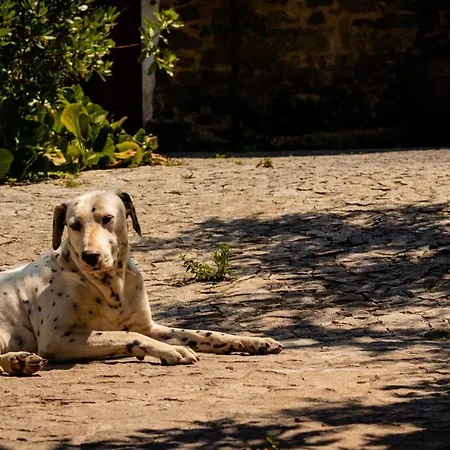 Prázdninový dům Casa Velha Cernache do Bonjardim